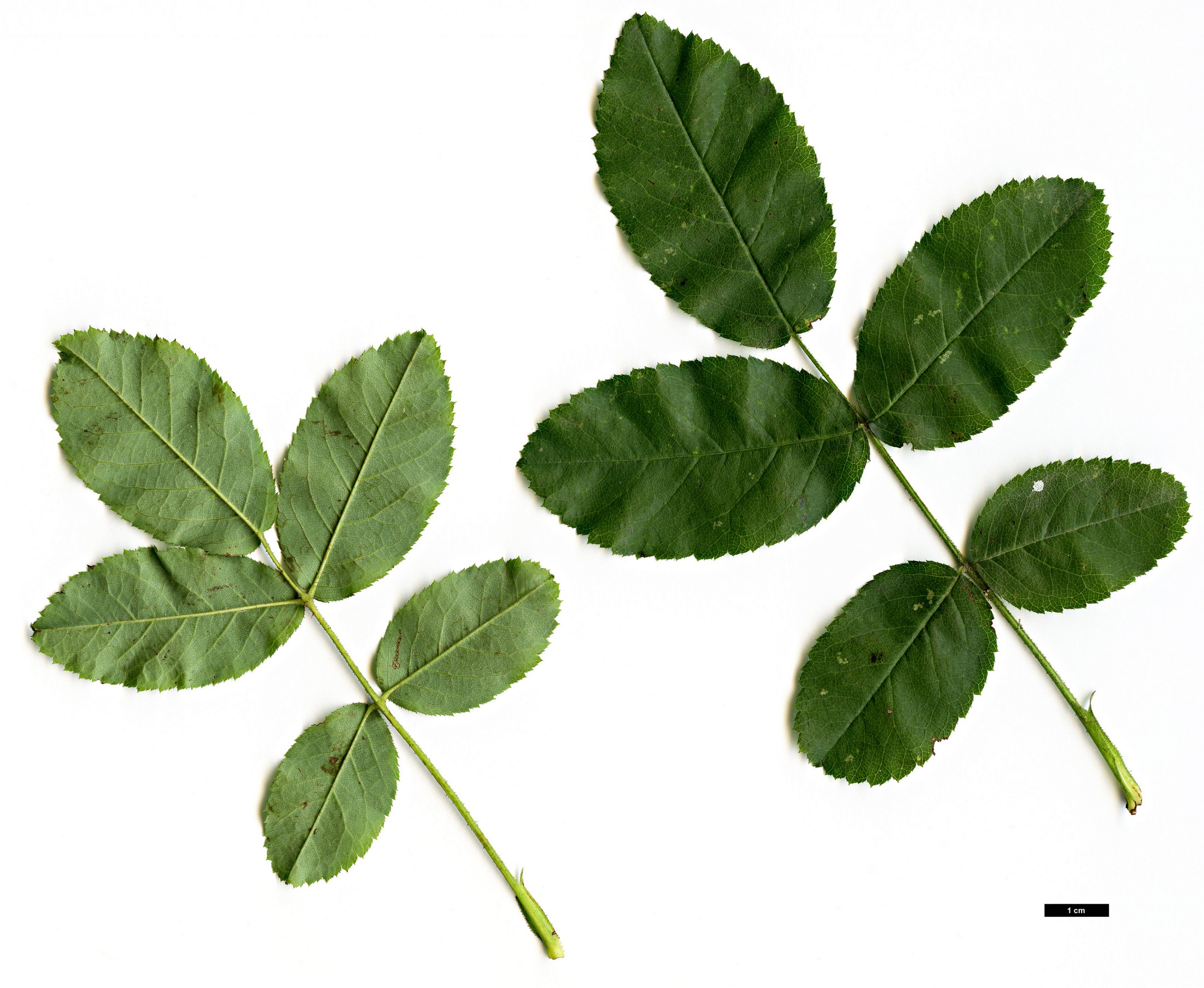 High resolution image: Family: Rosaceae - Genus: Rosa - Taxon: gallica